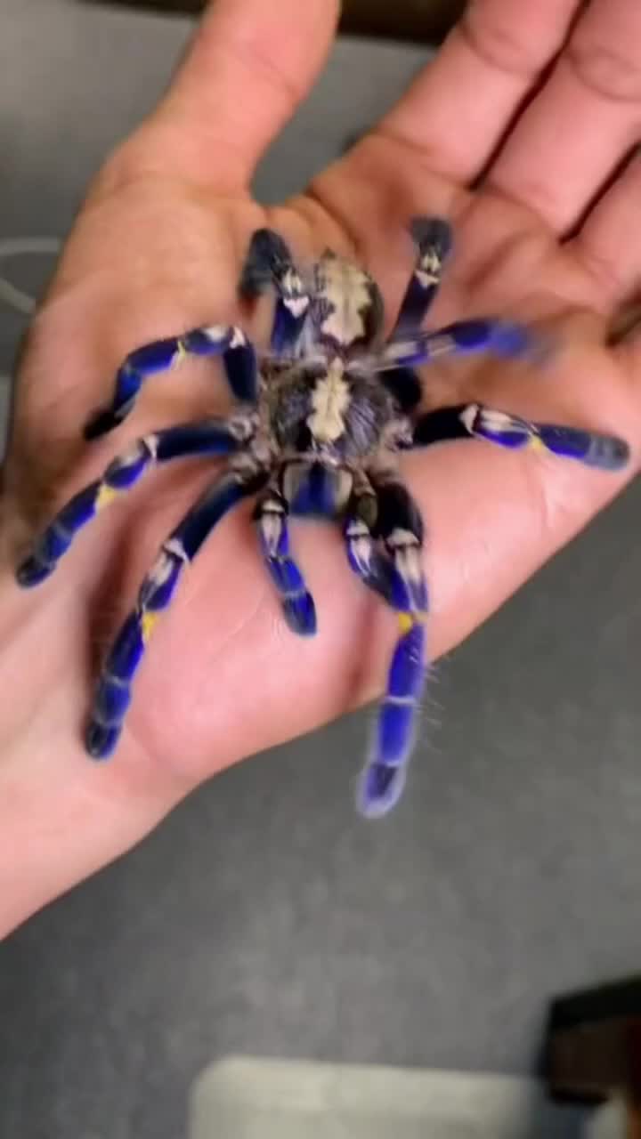 @pawfriends