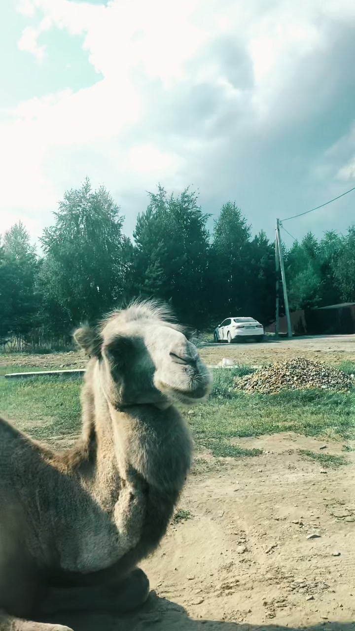 @PILOSOVA