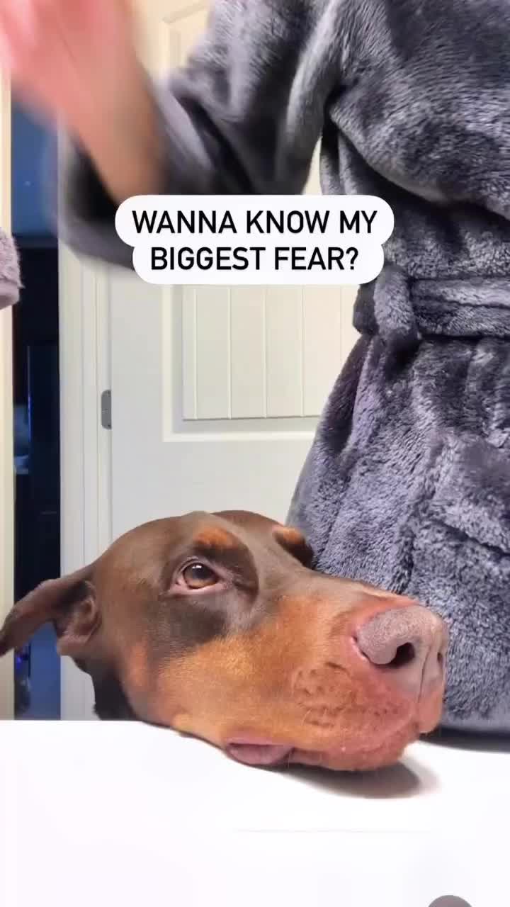 @Cairo the Doberman
