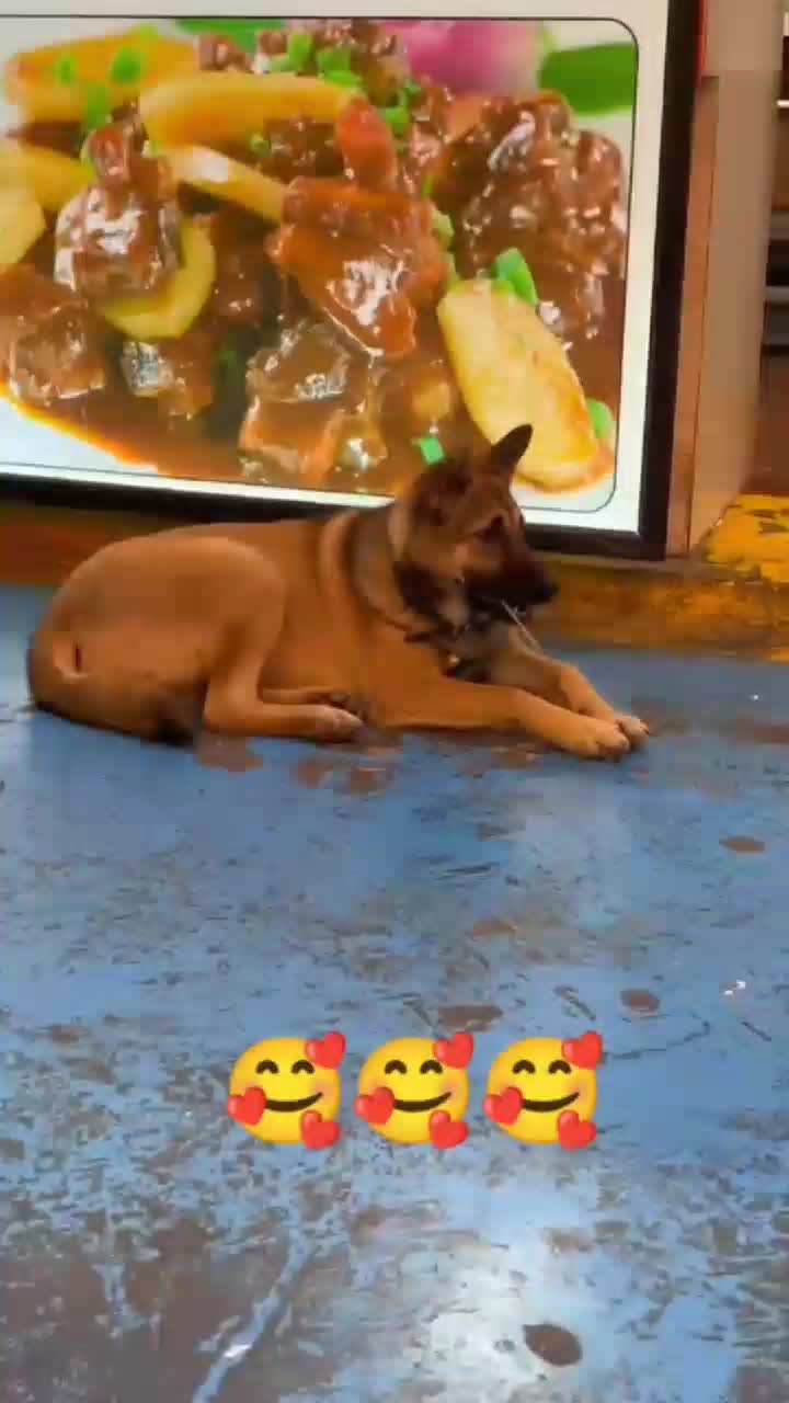@funnypets818