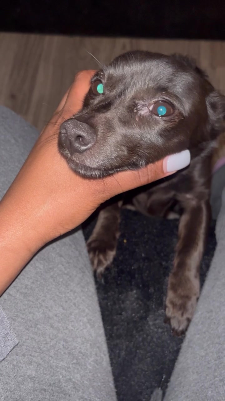 @Blackjack_Chihuahua