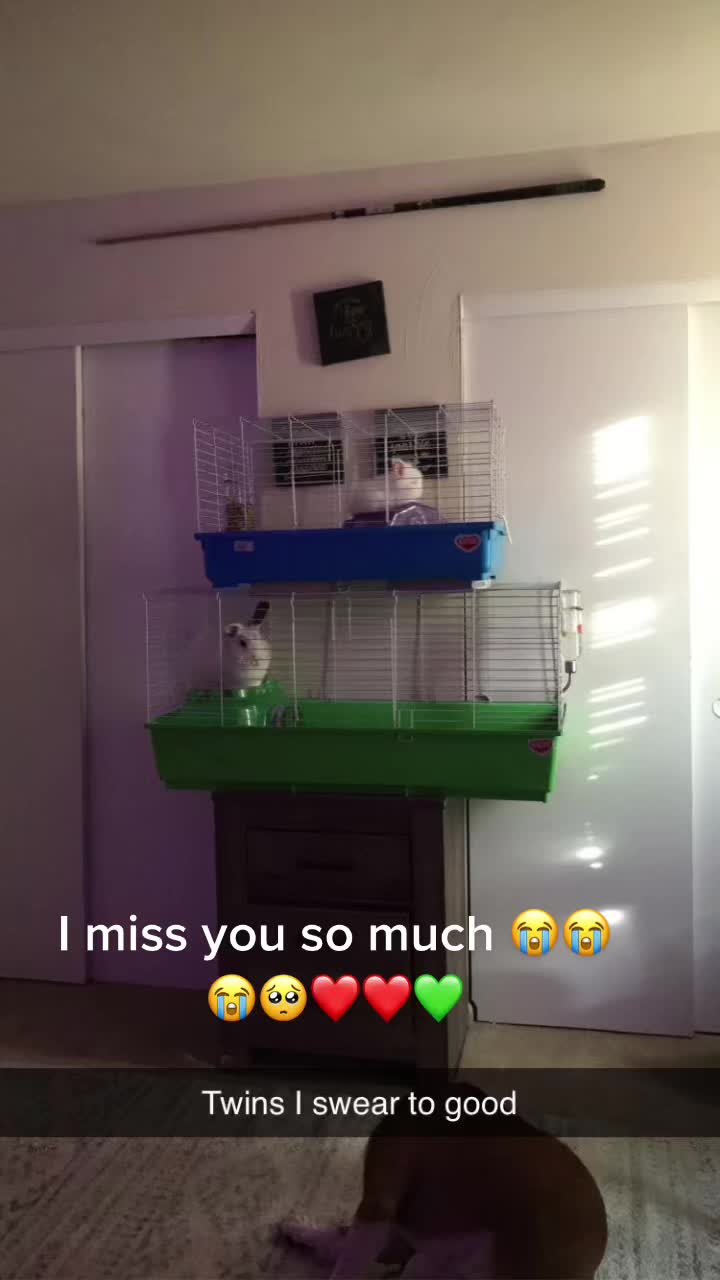 @Queenhails🦆