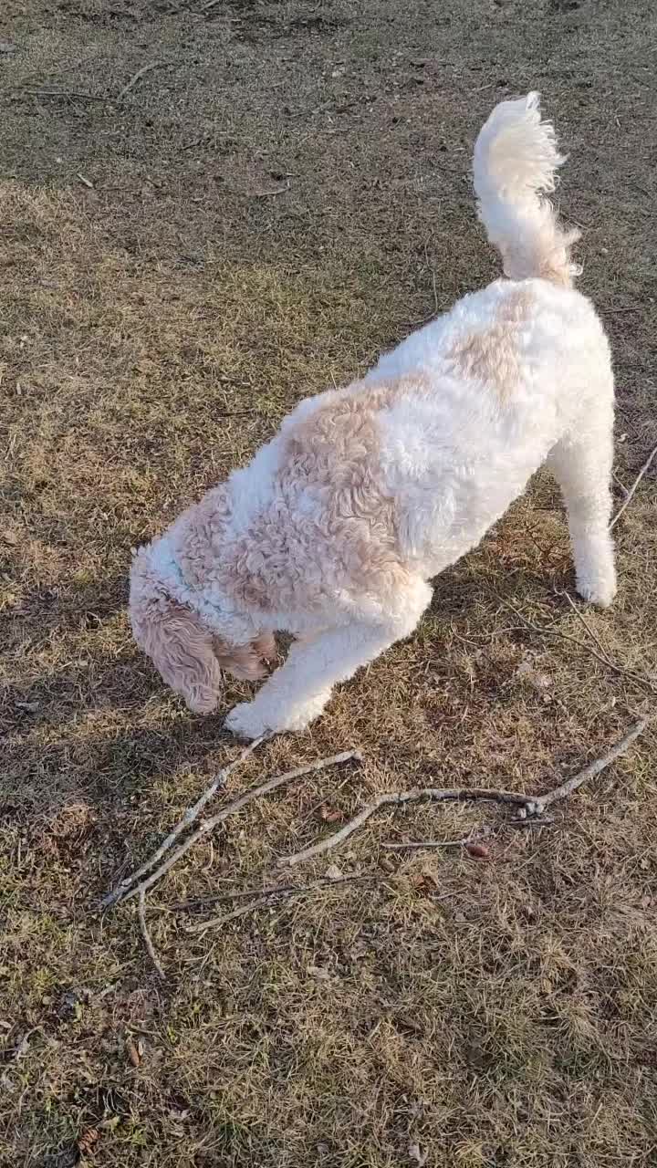 @The_Lil_Camel