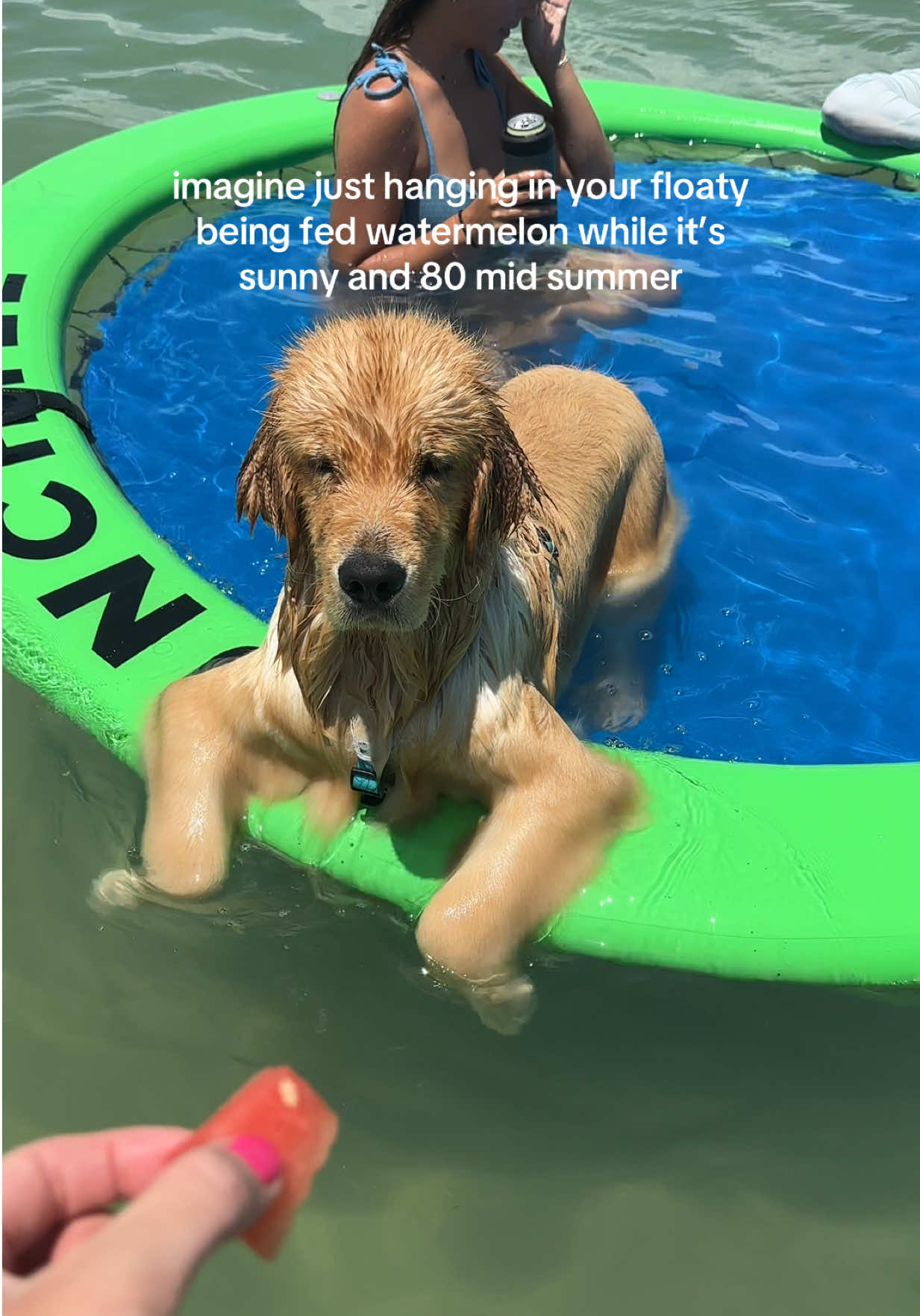 @reef the golden