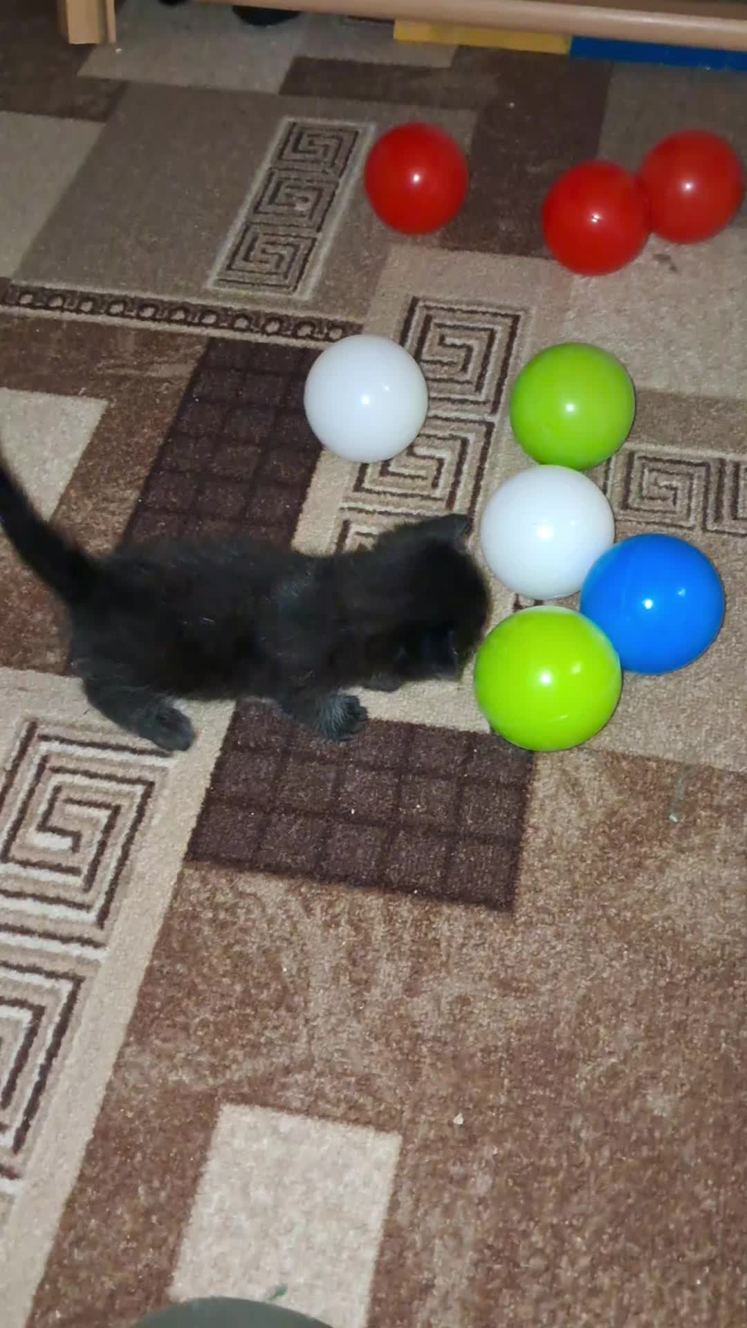@Коти з Харківщини