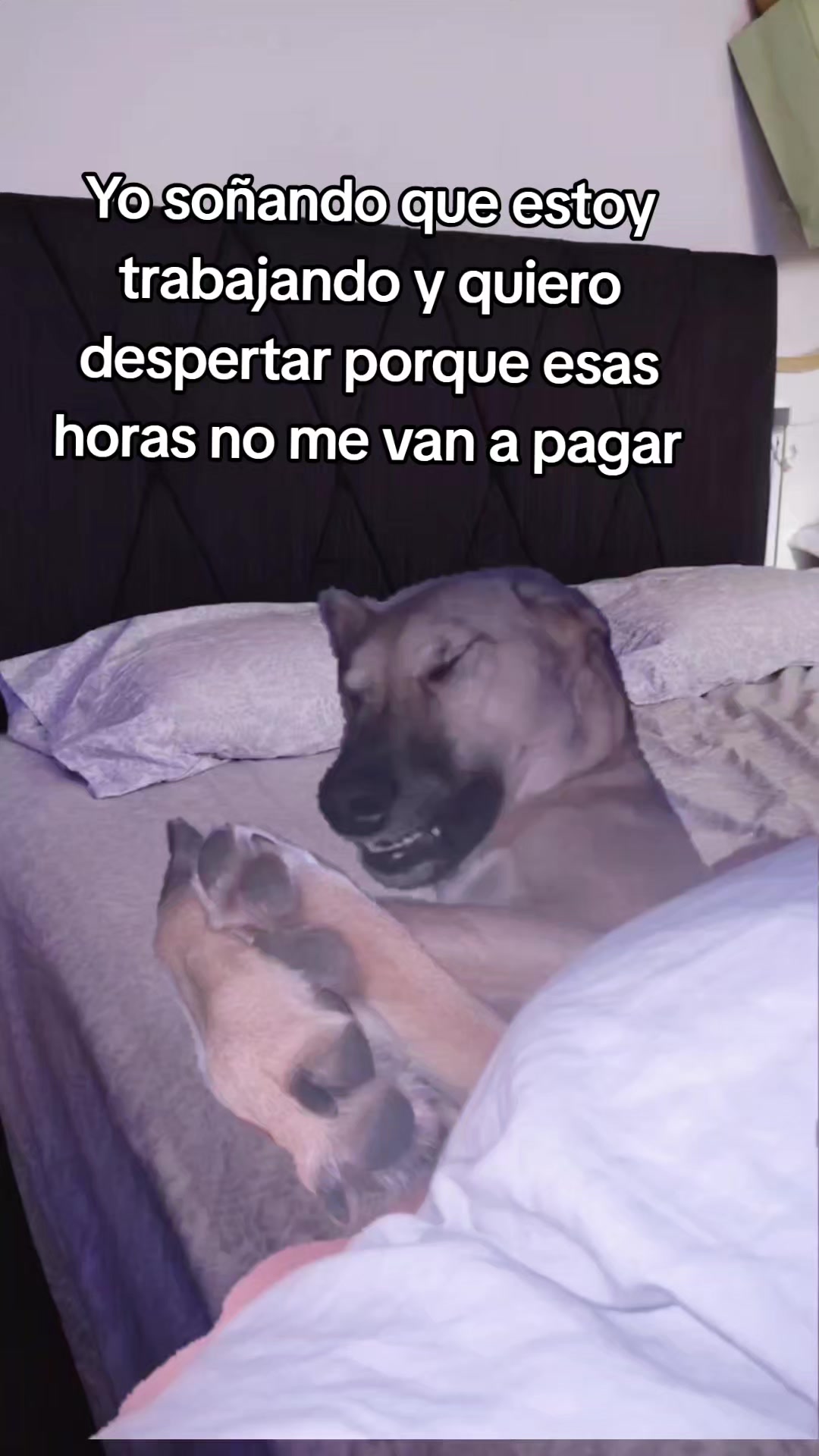 @Susan_Pereyra