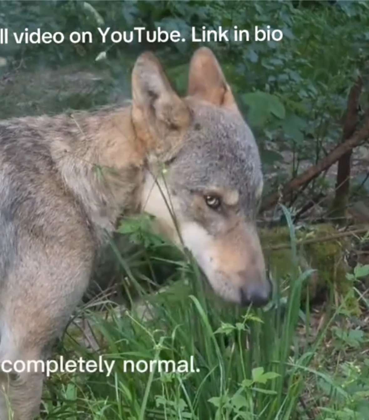 @Irina.