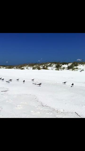 @saltybeach1111