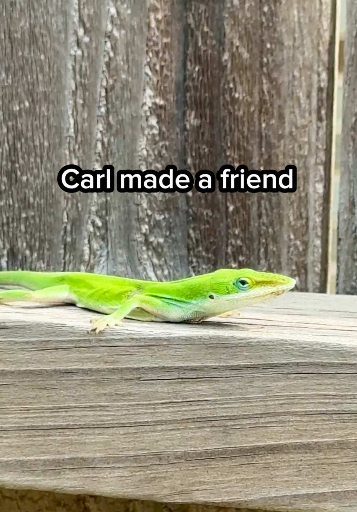 @Sara&rsquo;s Bites 🌱