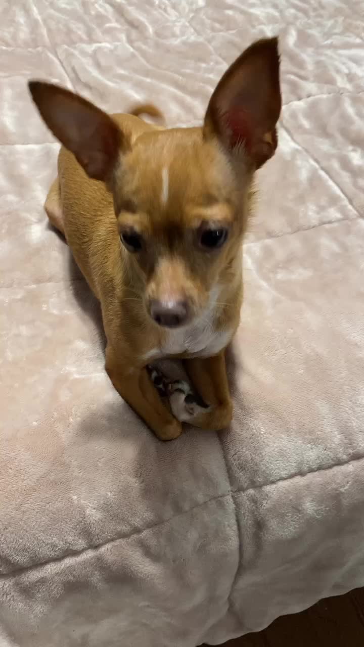 @_roxy_the_chihuahua