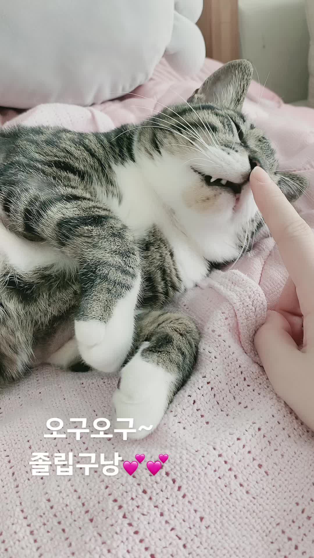 @lifewithkitty