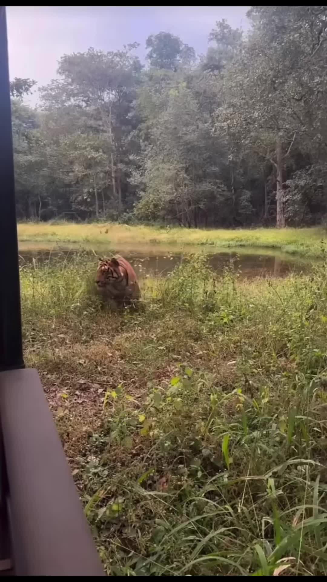 @ღ ⚔️ 𝑻𝑰𝑮𝑹𝑬𝑺𝑺. 🐅 ༆