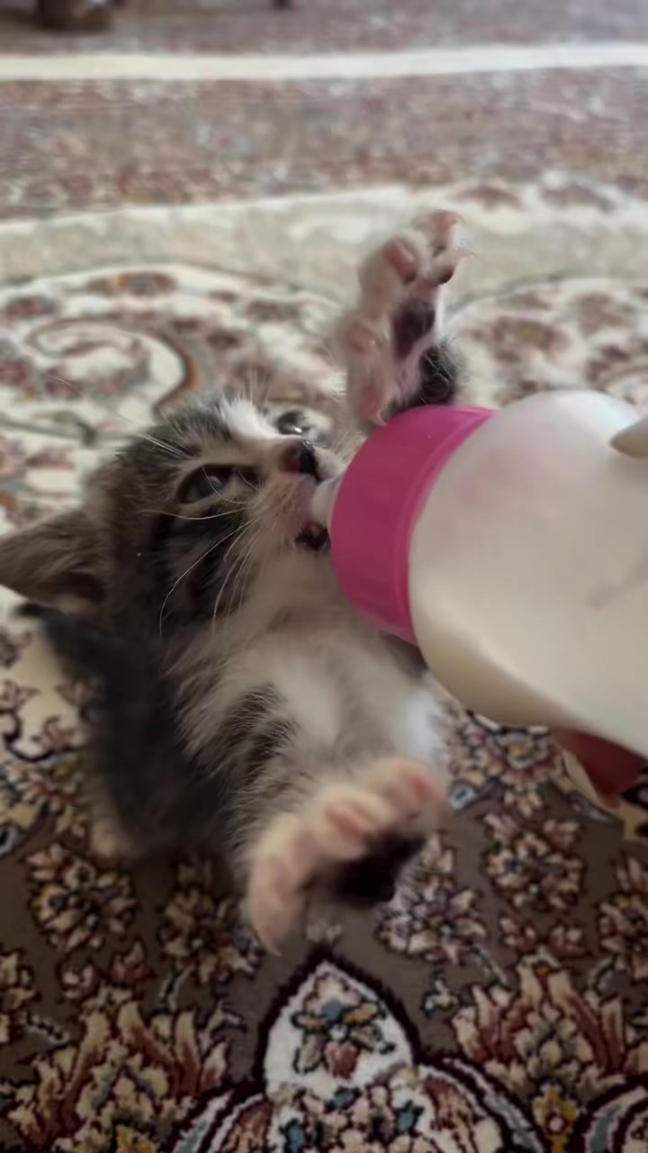 @kloutkittens