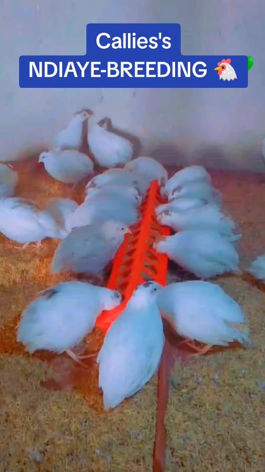 @NDIAYE-BREEDING 🐔