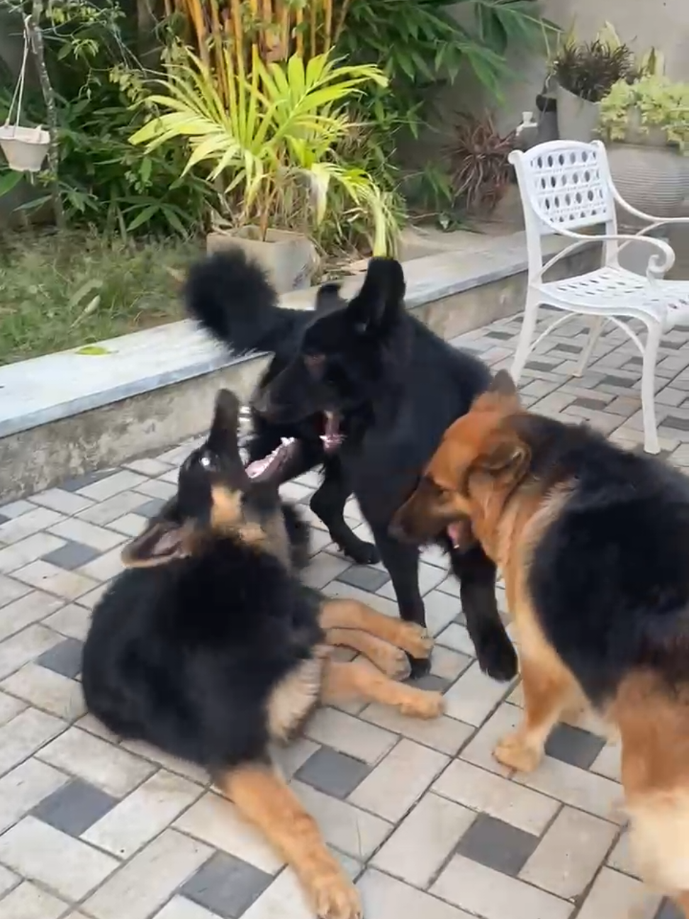 @Rover & Murphy & Bruno ❤️