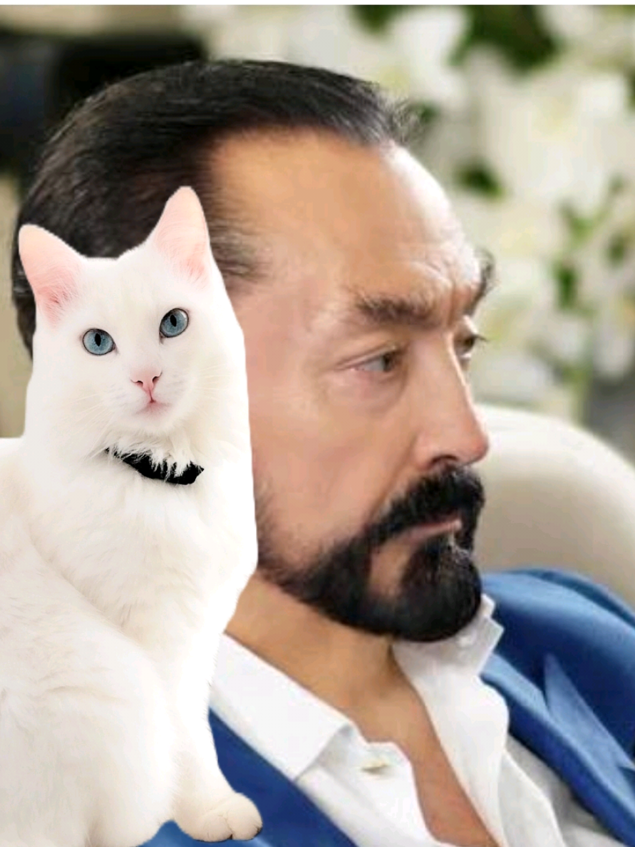 @Kedi_BULUT