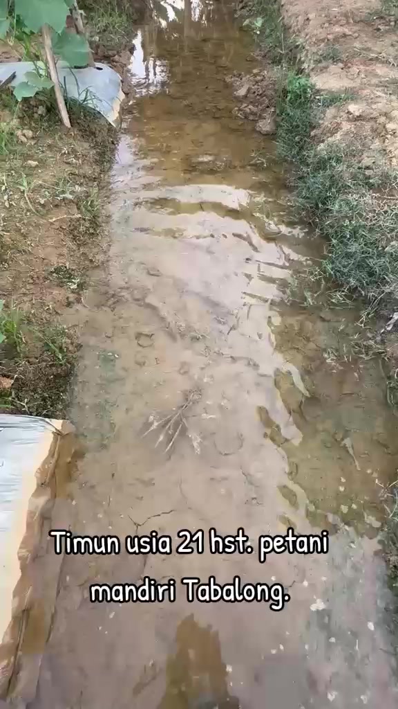 @SURYA TANI