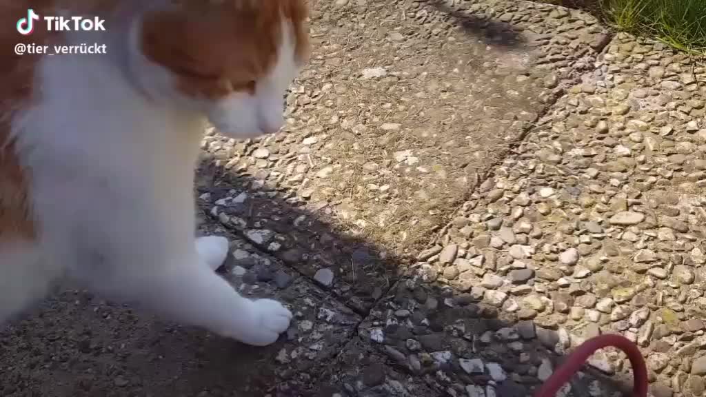@♥️FELIX♥️