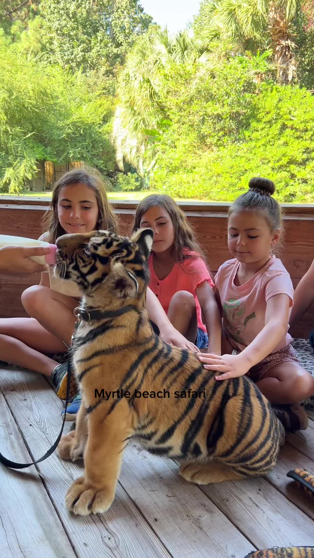 @Myrtle Beach Safari