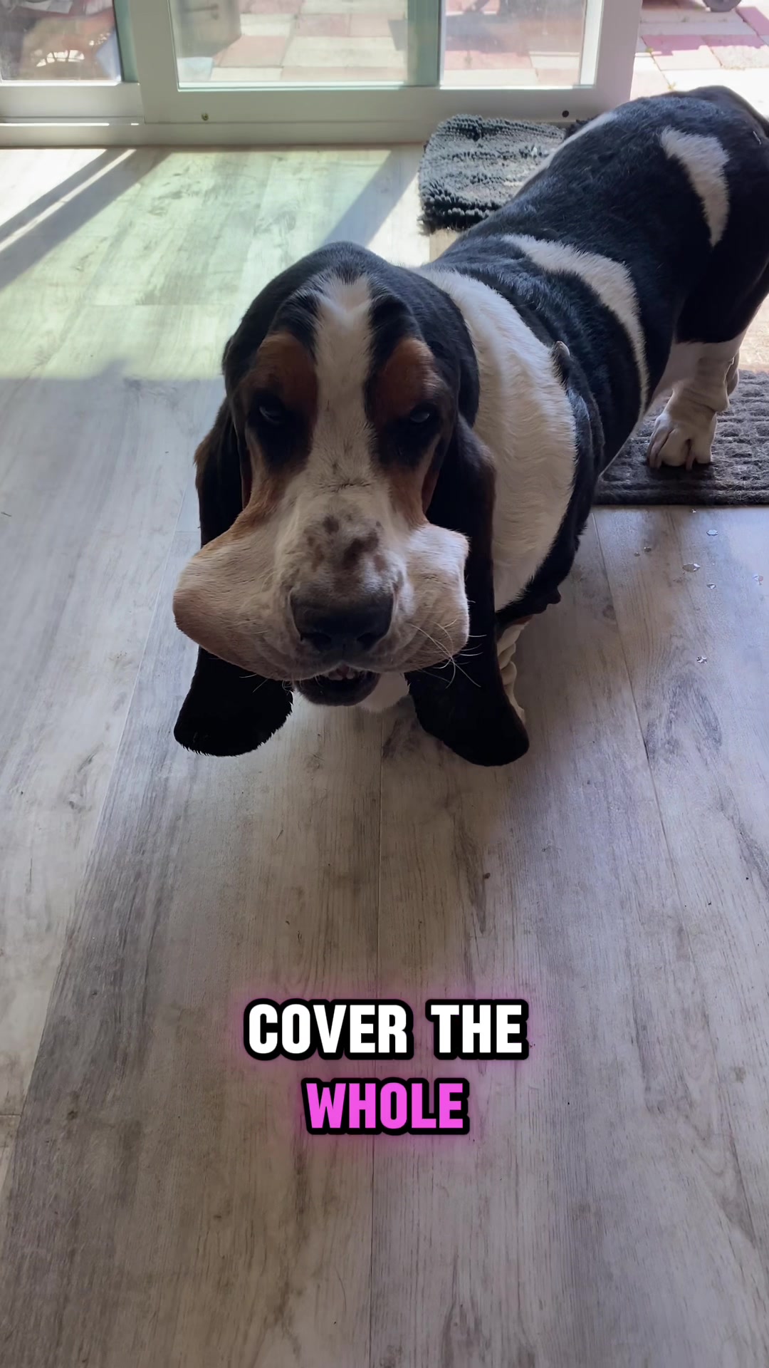 @ruledbyhounds