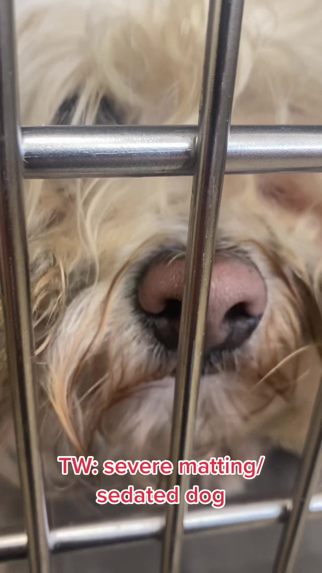 @Ramona Pets