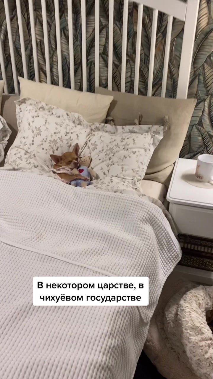 @Оксана & Чихуахуа Бонита
