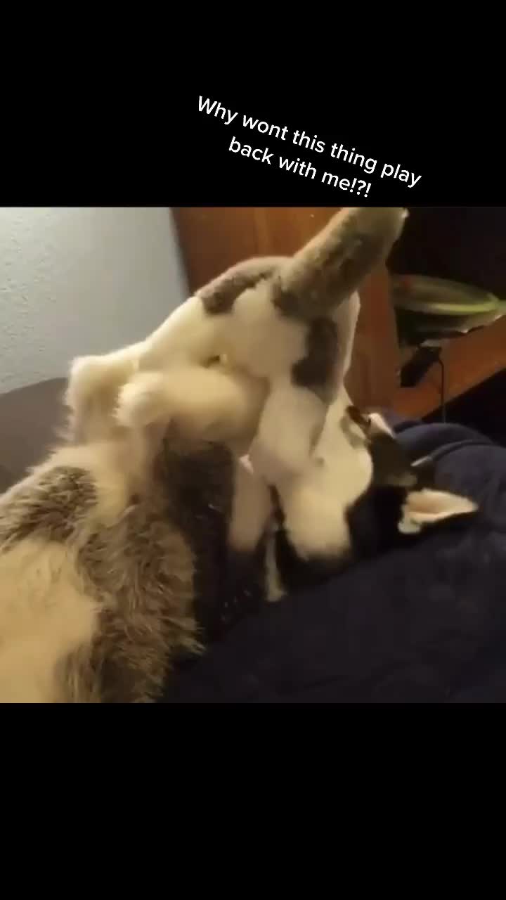 @coloradohuskies