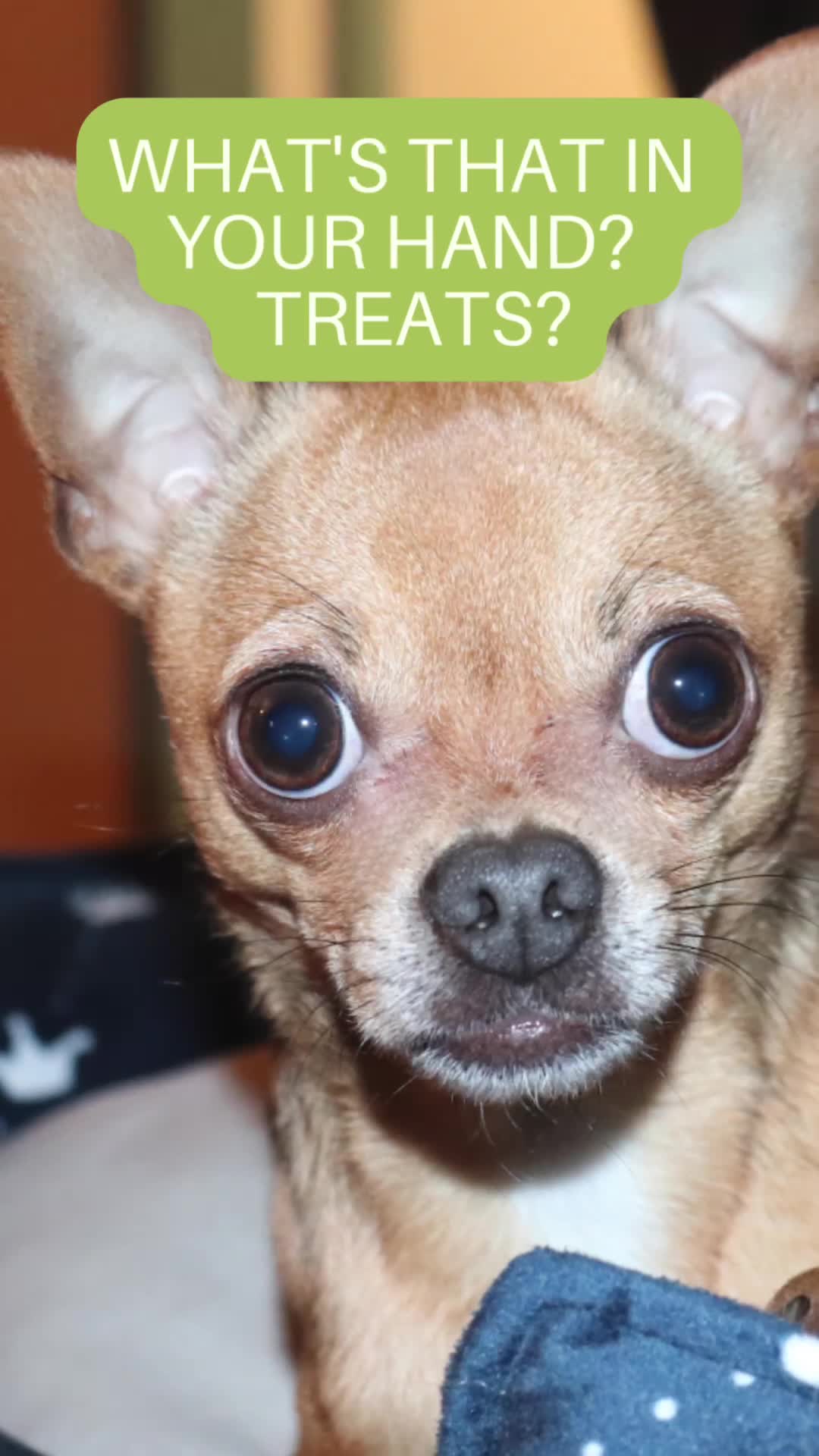 @IndyFurryFriends