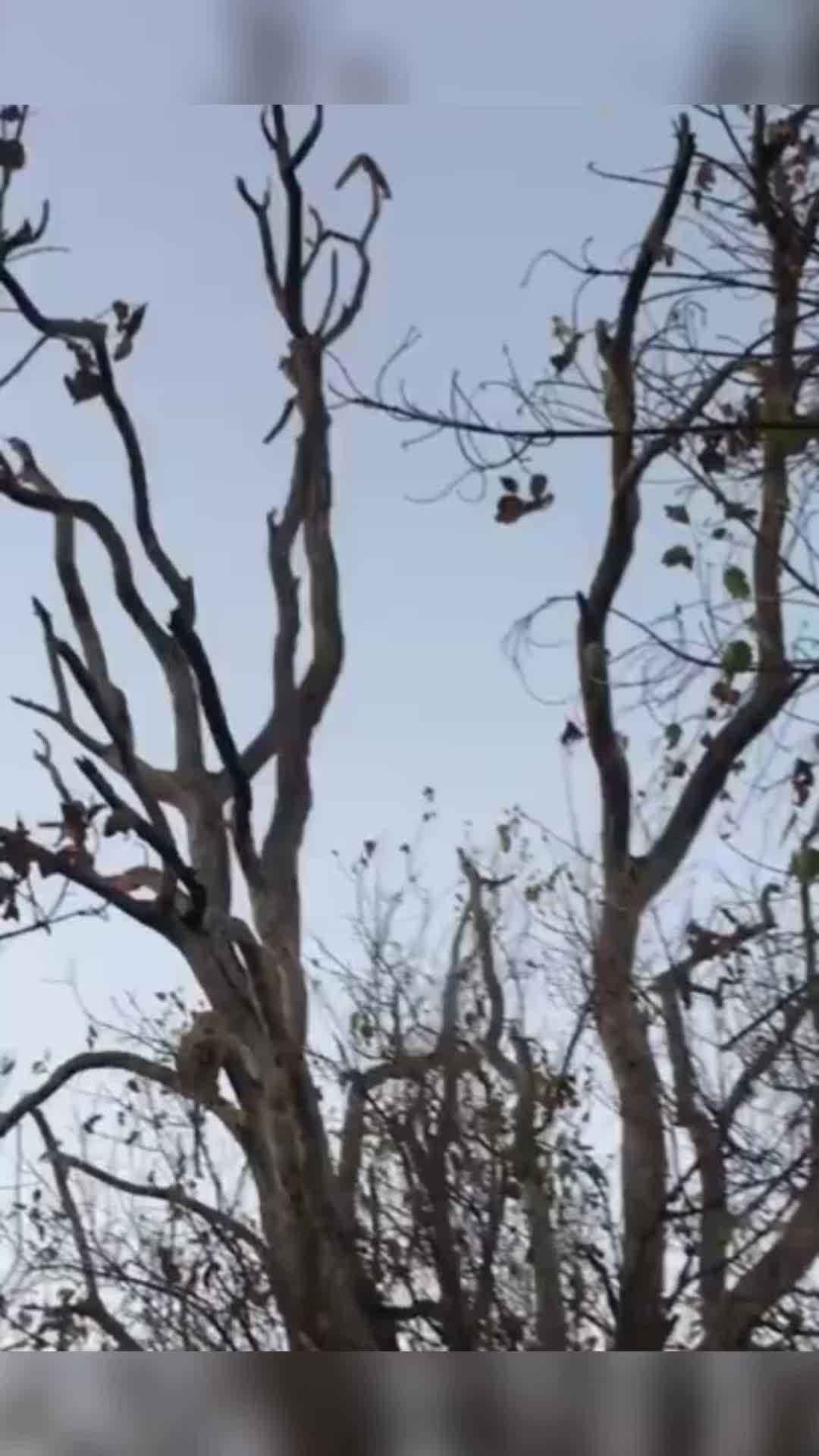 @Predator Life
