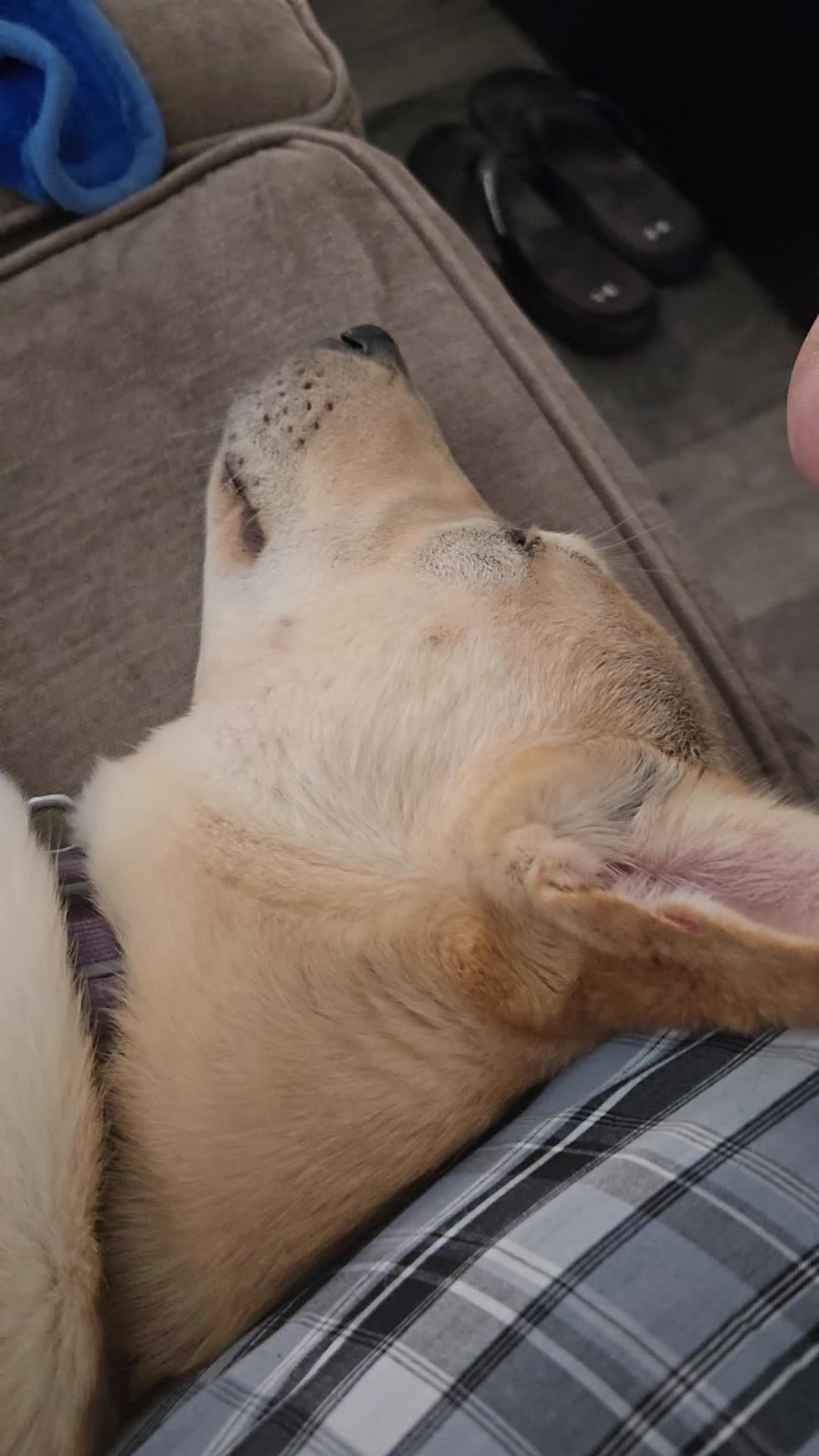 @Bella the Pup