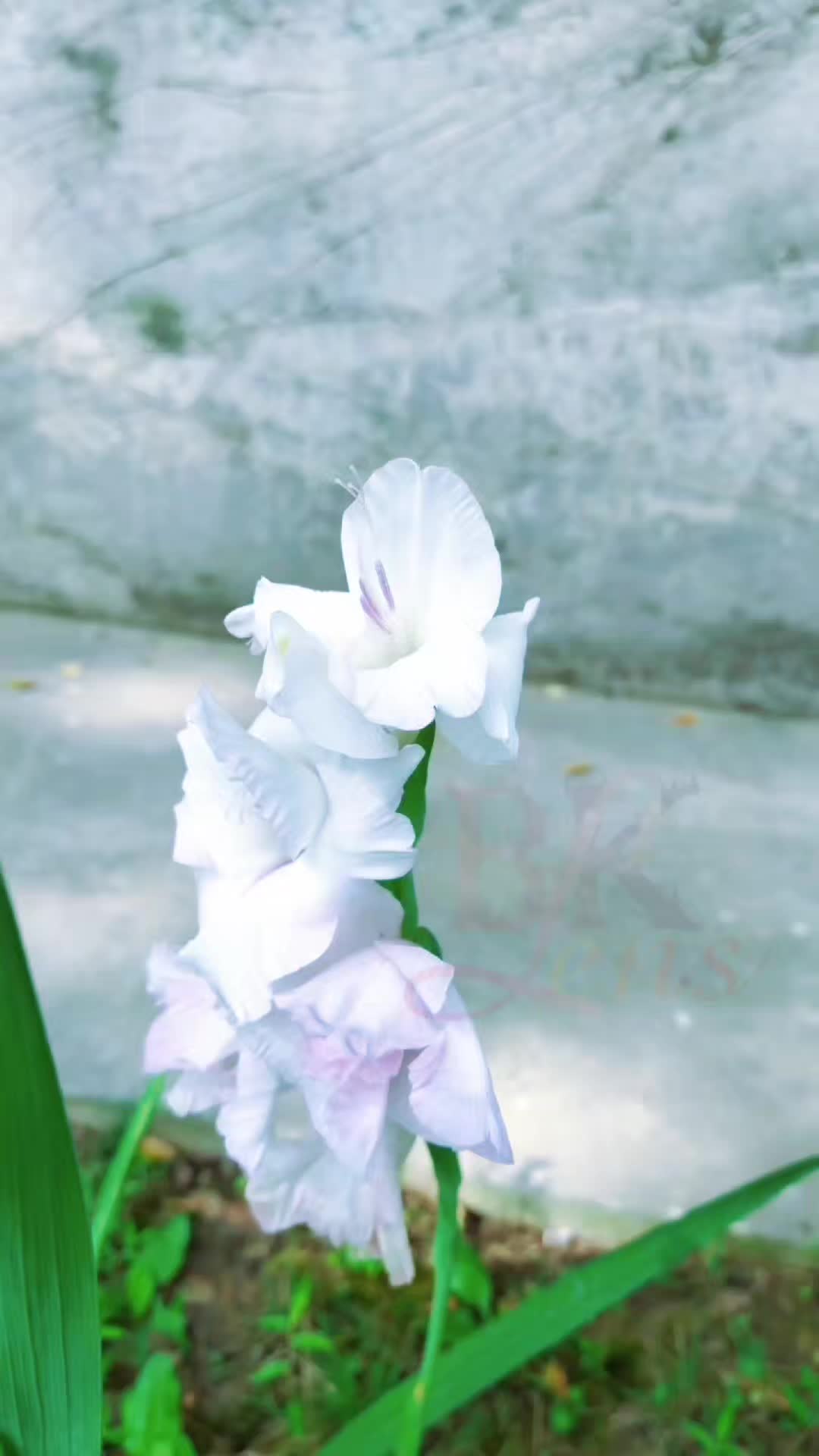 @✿ℬᏦ࿐