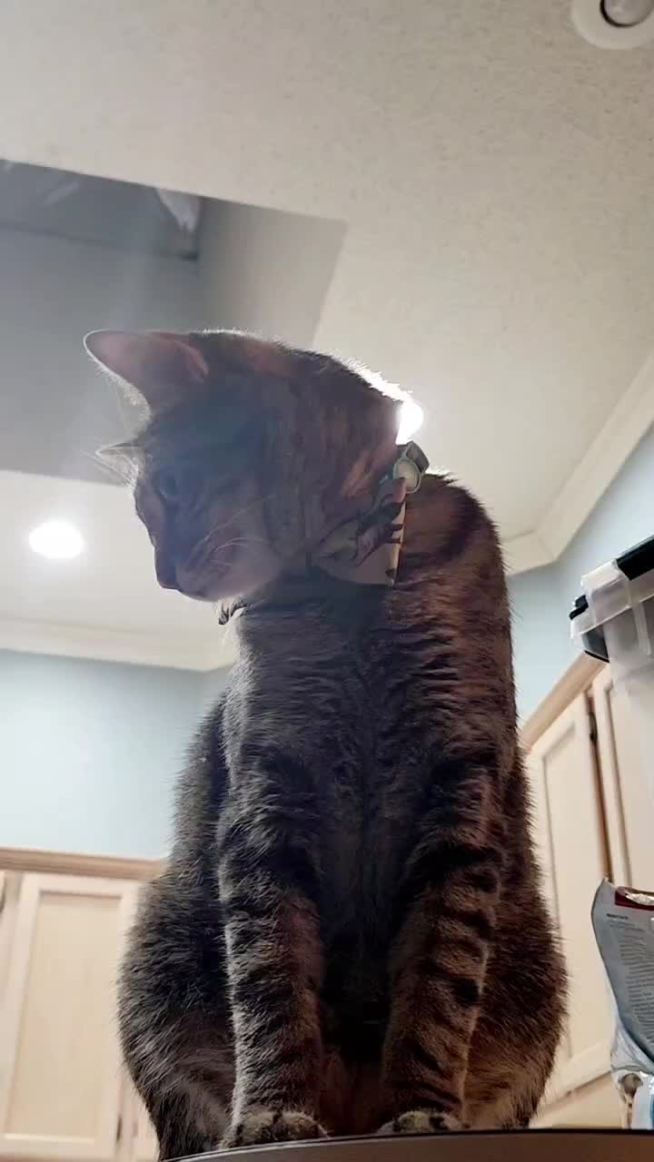 @crazycatcrew