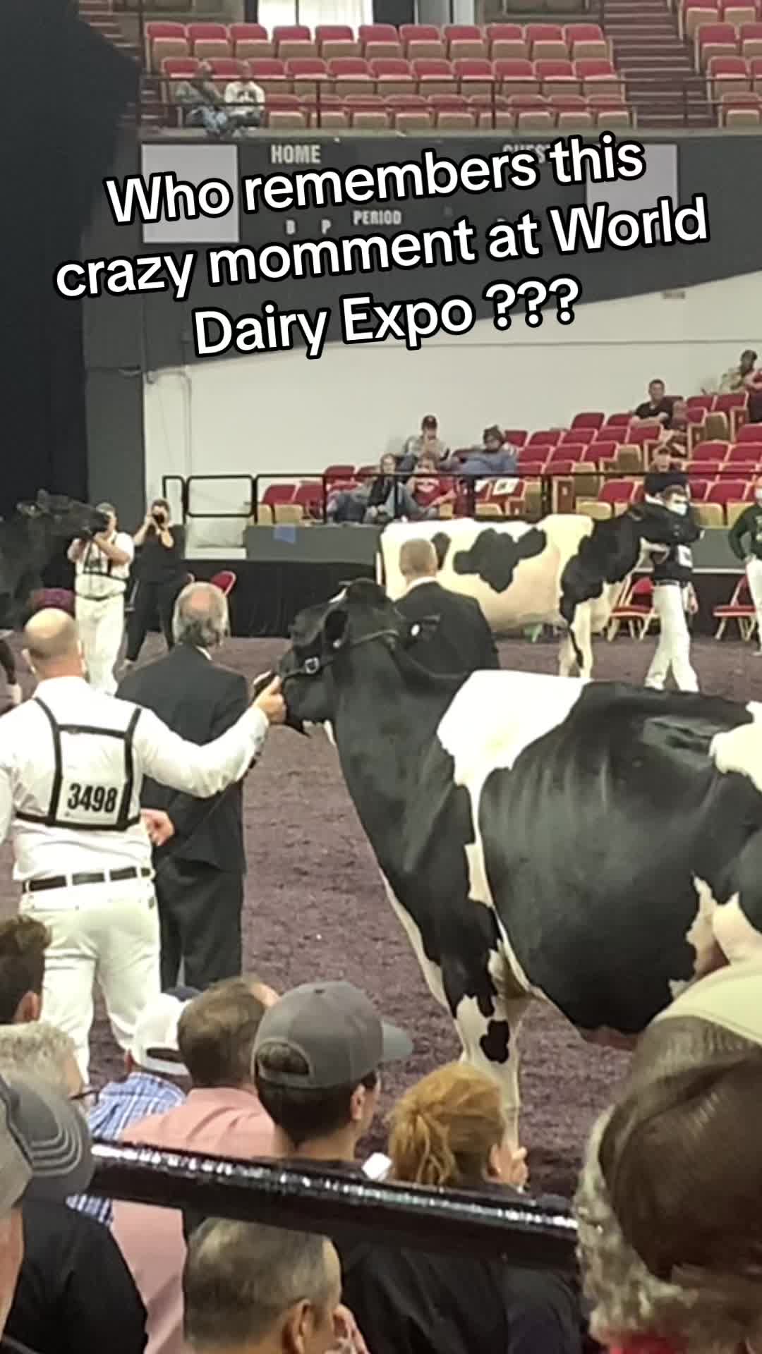 @Venture Holsteins