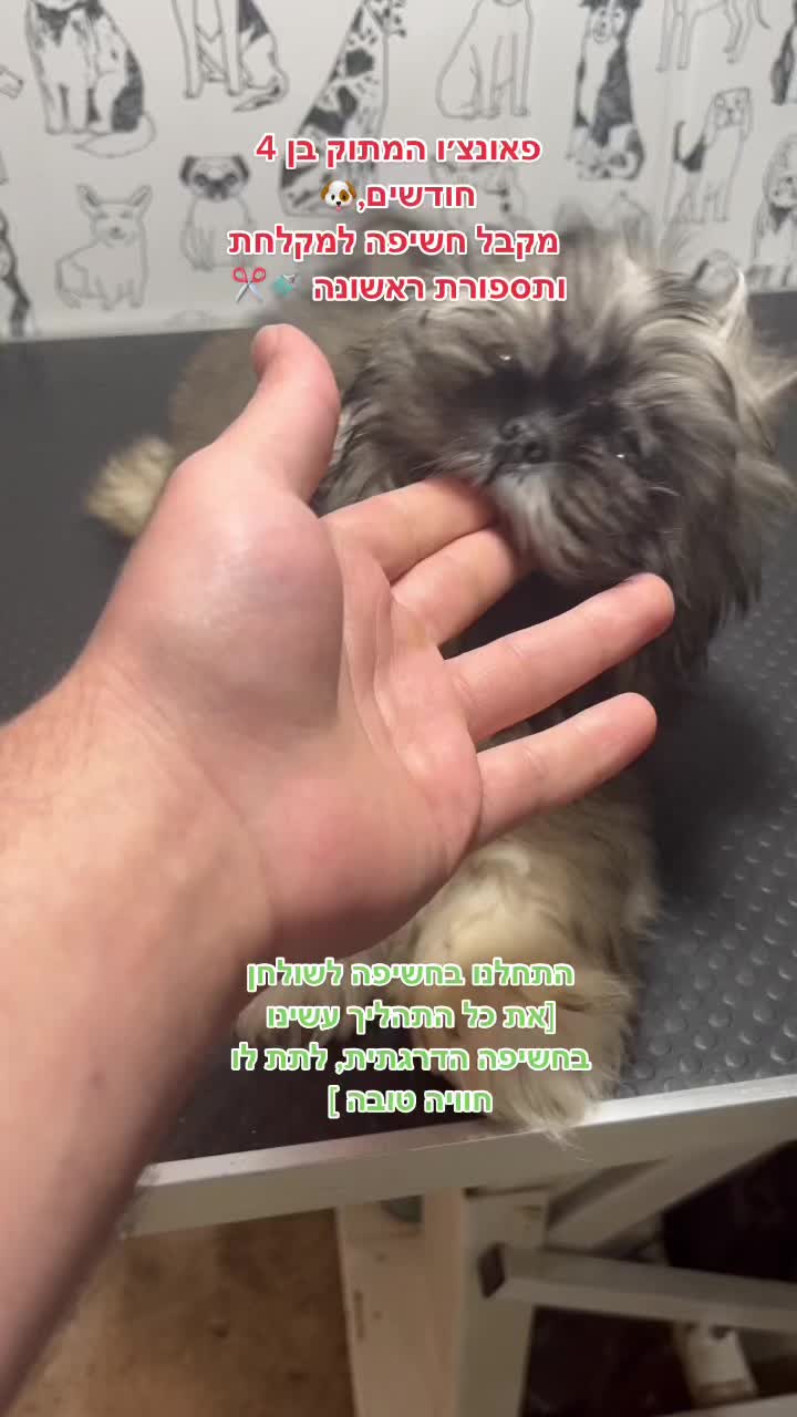 @ספר כלבים 🐩✂️