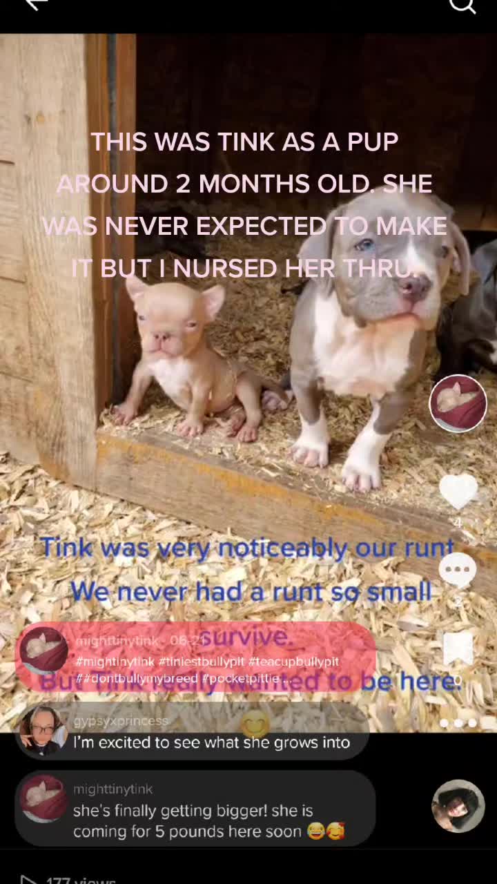 @Bambi