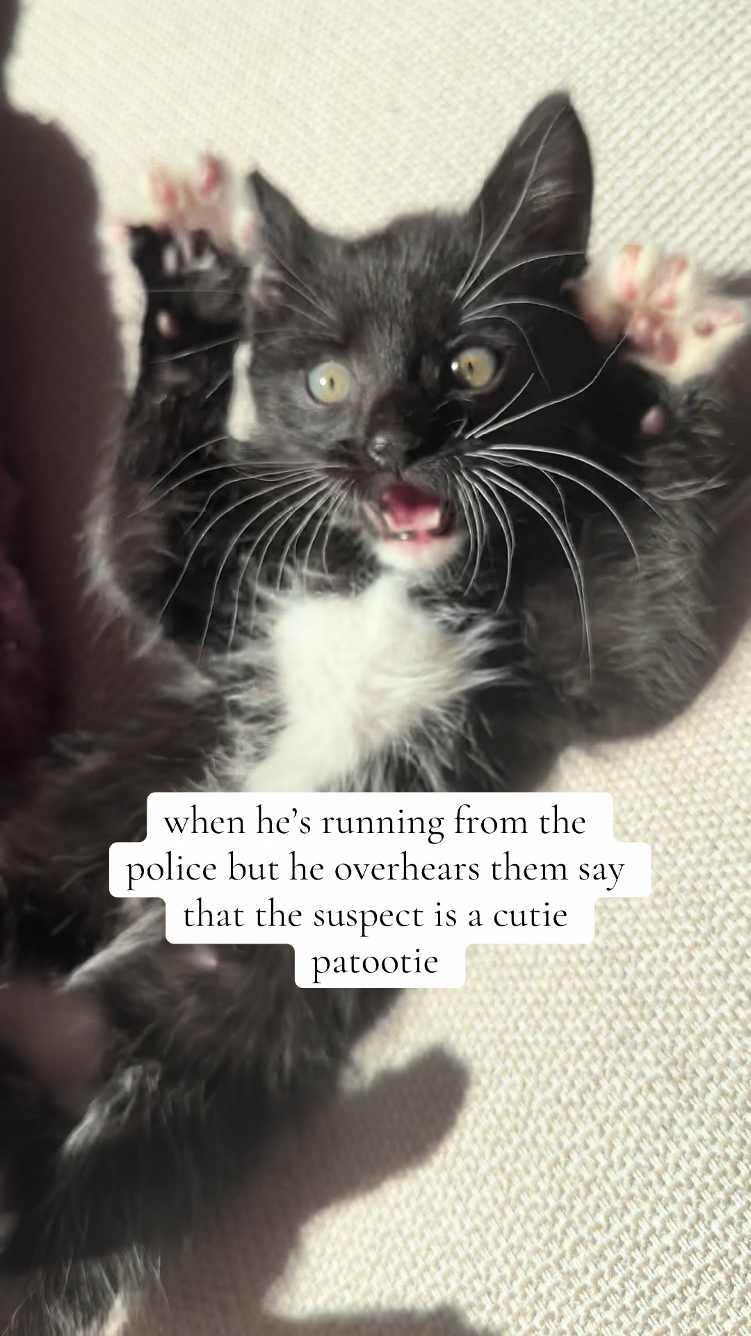 @bffs | brie’s feline friends