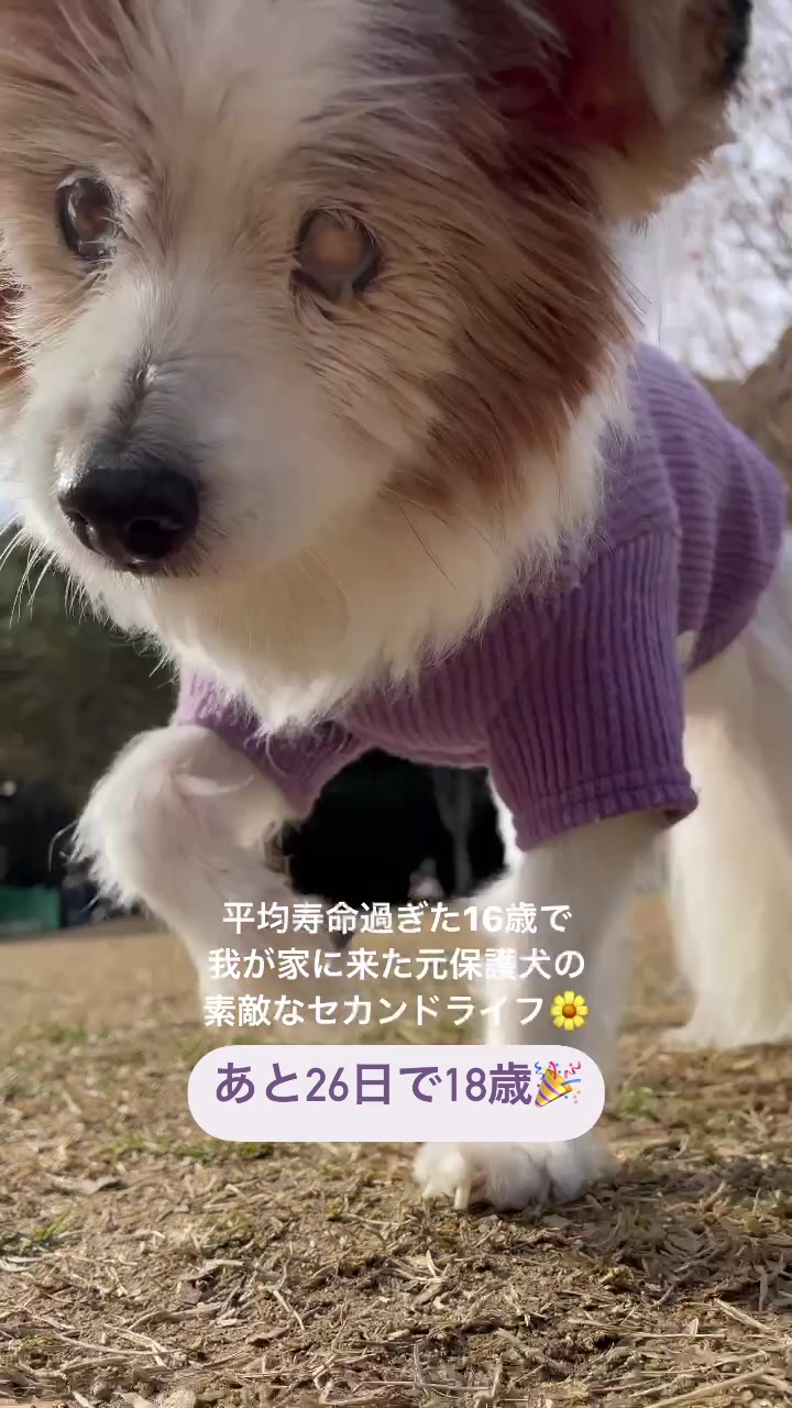 @みゆといぬ。