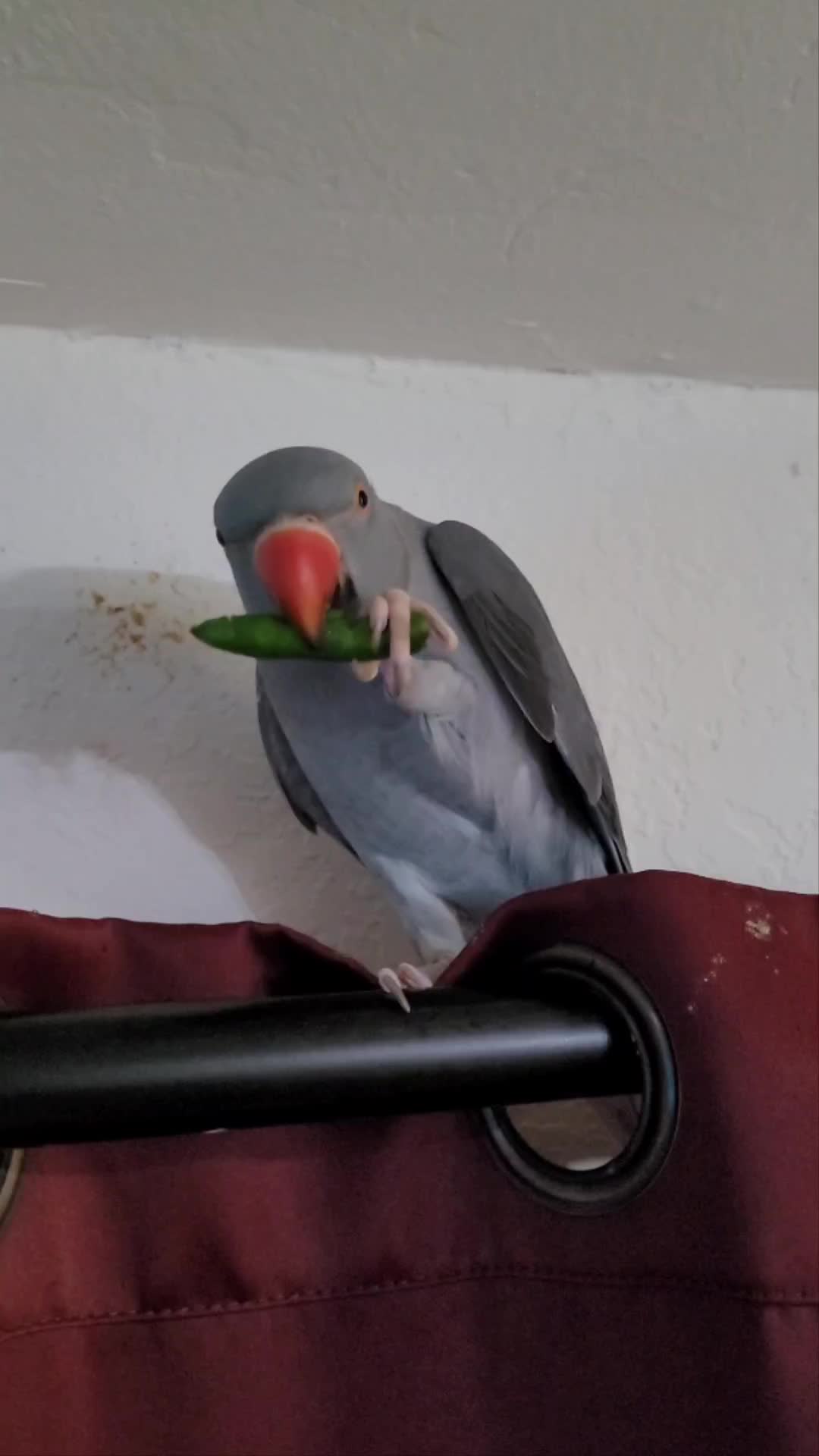 @My Budgie, My Budgie, And Me