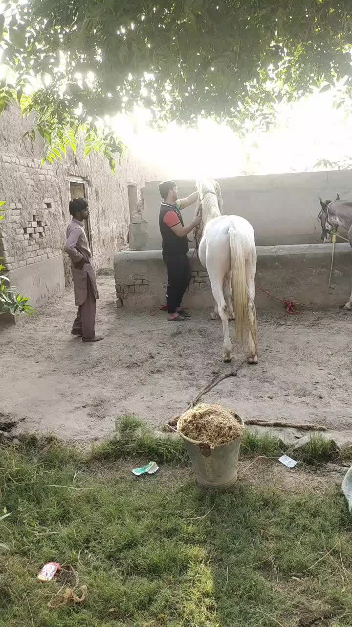 @Malik Haseeb