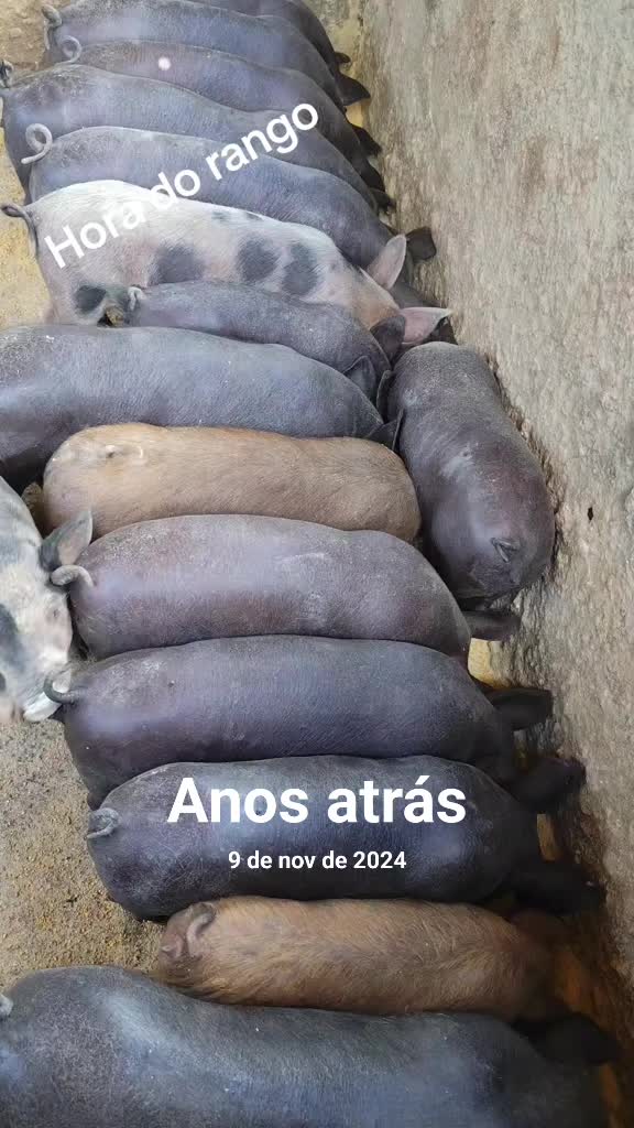 @Renan Boiadeiro 🐂
