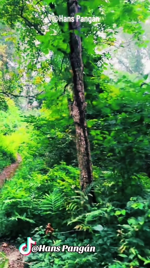 @๐ฅ๐ฌ๐น๐ฏ๐๐๐ ๐ท๐๐๐๐ฬ๐โ
®