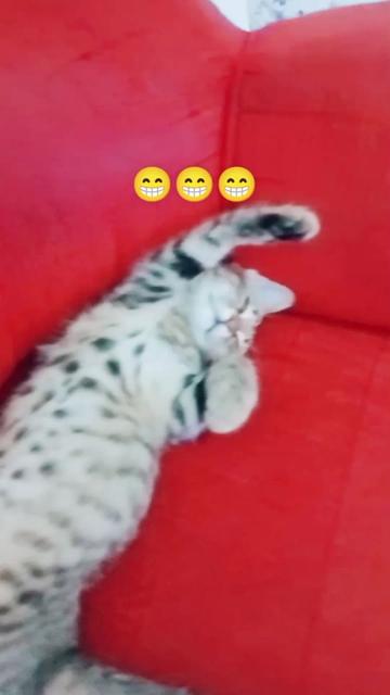 @Selçuk24🦅🦅🦅🌞🗻🏞️