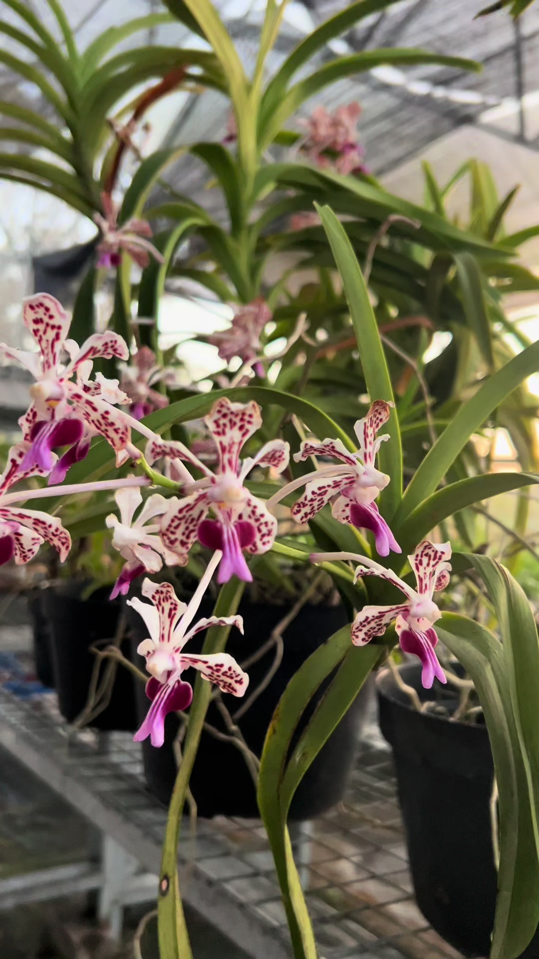 @Anggina Orchid