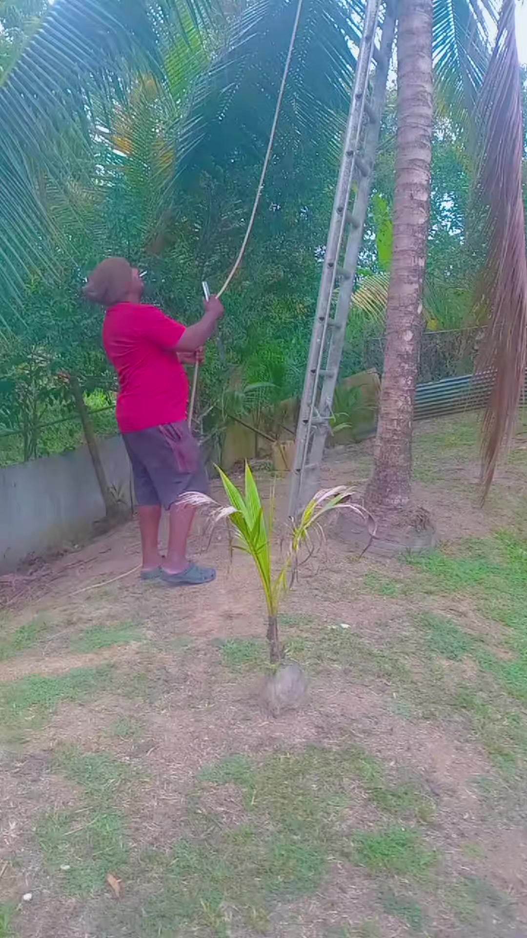 @Young Tiger Cold Coconuts🥥🌴