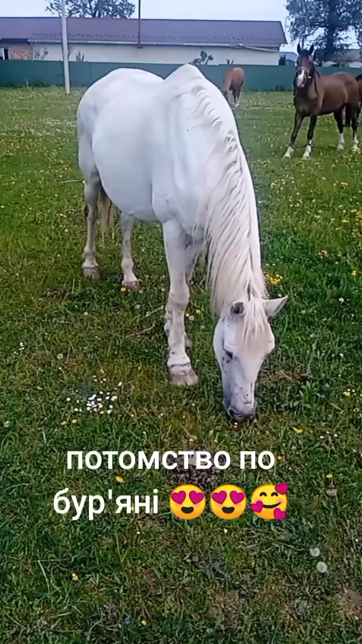 @коні в моді при любій погоді