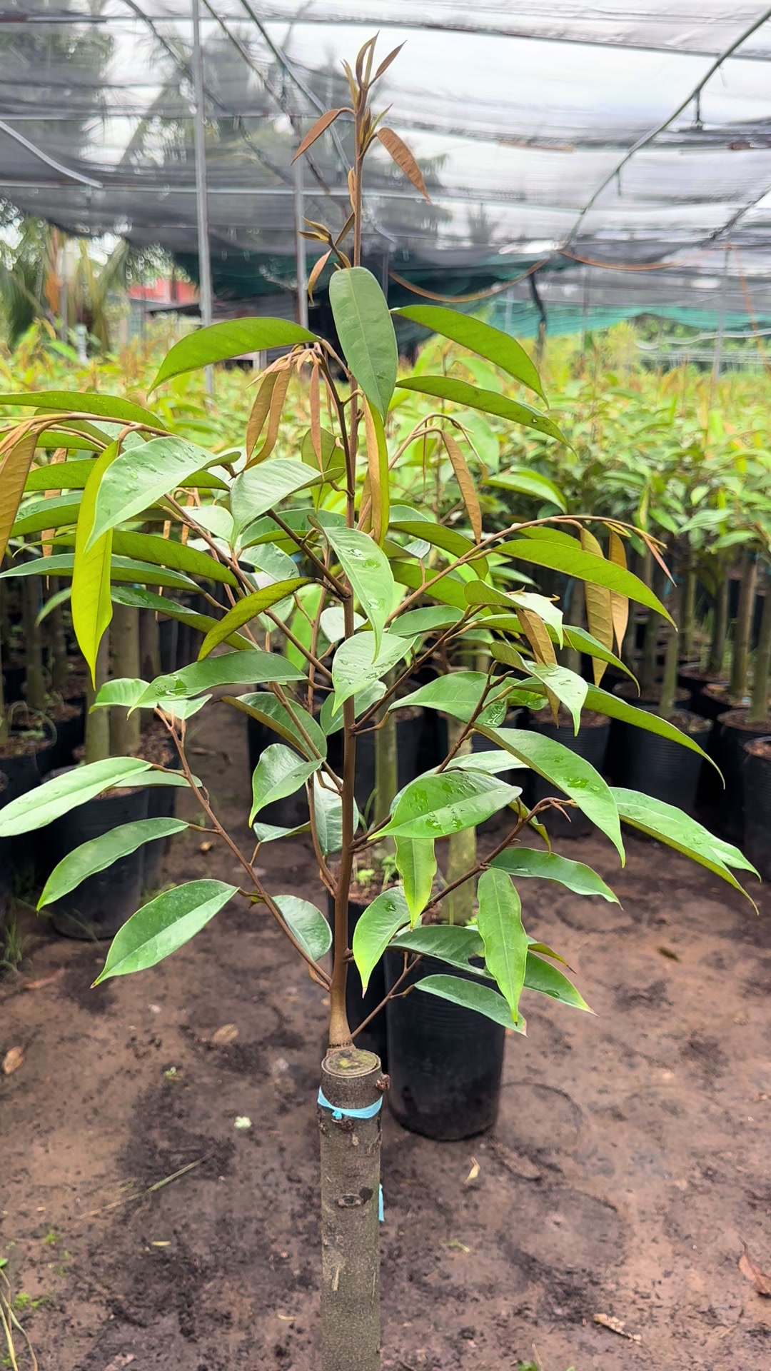 @H&ugrave;ng Chương STCG Welofarm