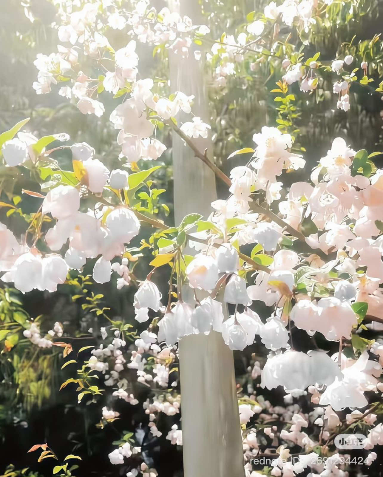 @⋆。˚꒰ঌ sᴛᴀʀʟɪɢʜᴛ꒱˚。⋆