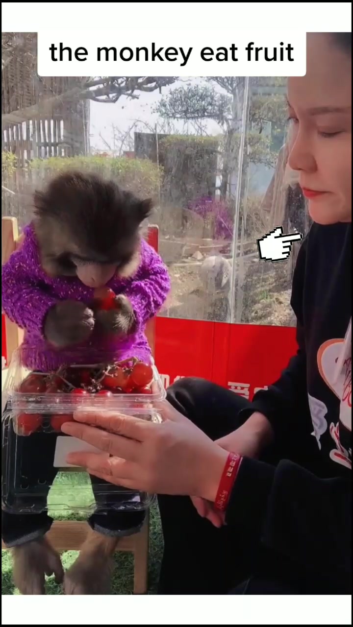@petlove