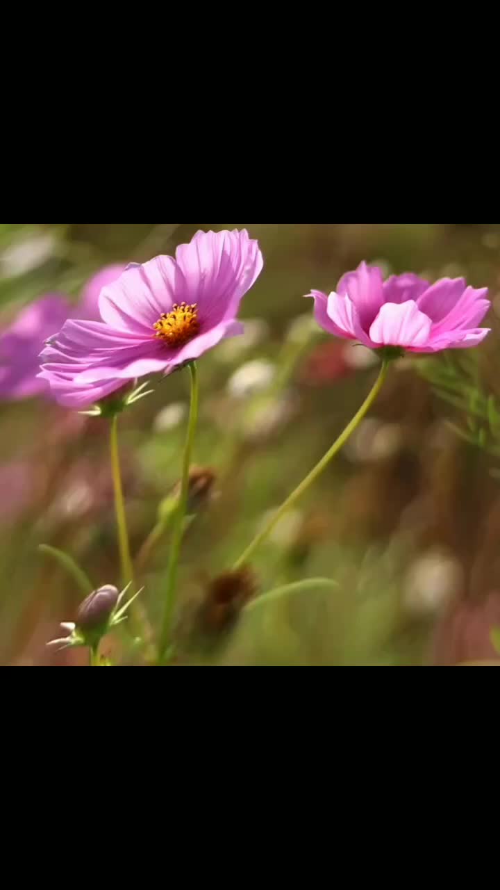 @✿♡♡E♡♡✿