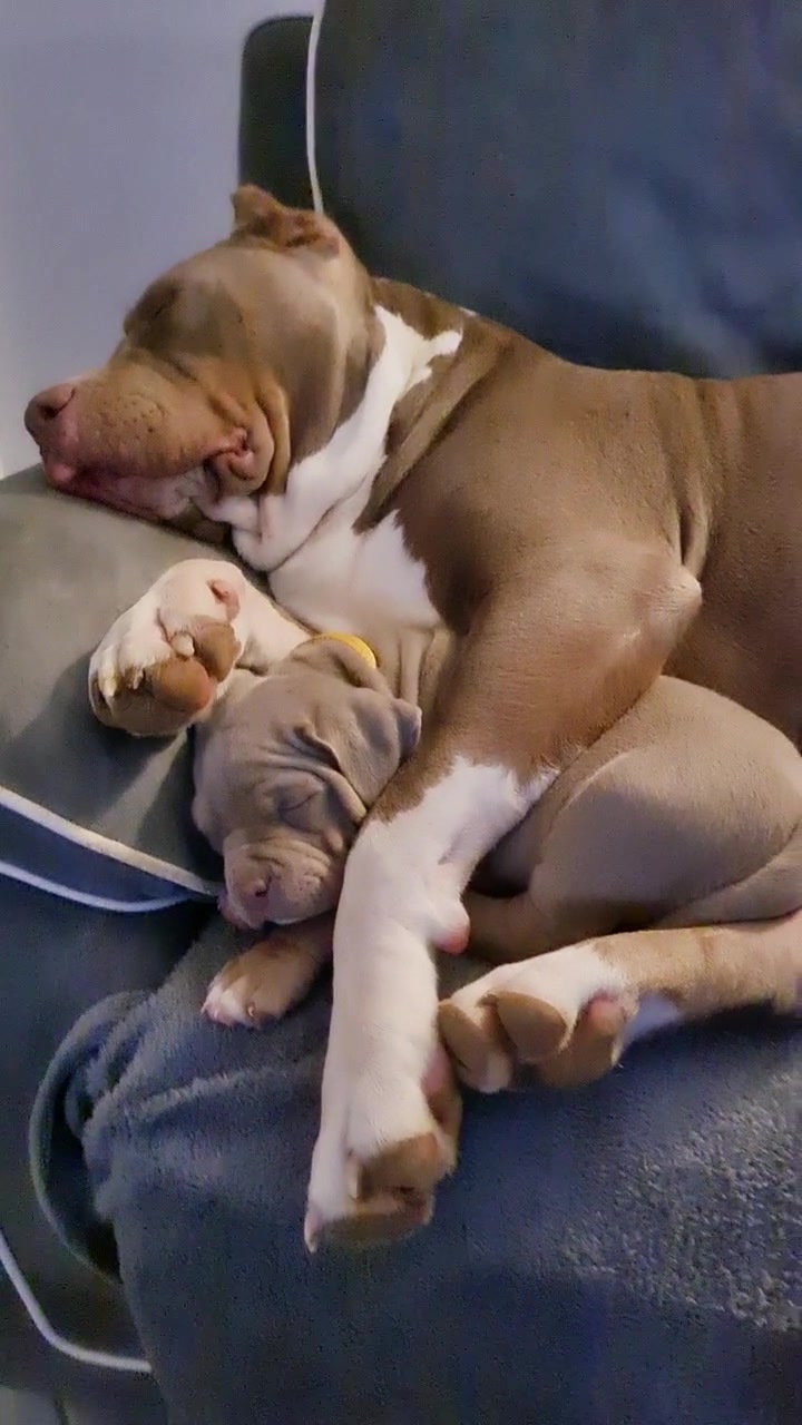 @ShadowBullyXXL